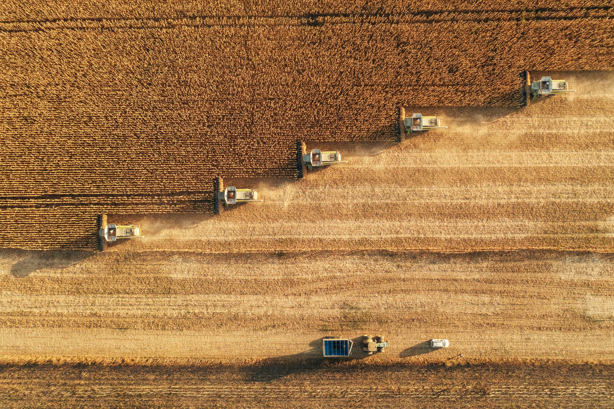 Combine harvester working in an agricultural crop field, with dust rising as part of a no-till harvesting process